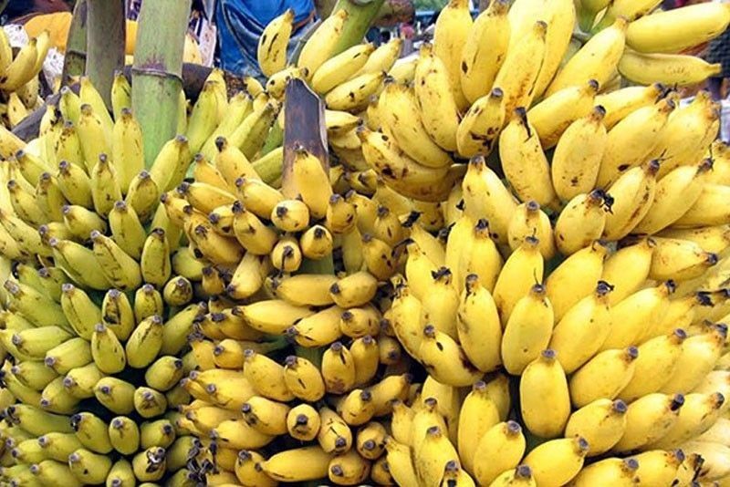 DA elevates programs to boost banana output, recover market share