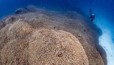 Scientists say world's largest coral found near Solomon Islands