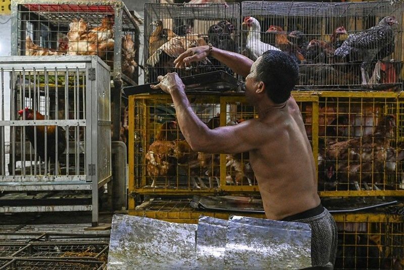 Import ban sa ibon, poultry products mula Denmark, tinanggal na - DA