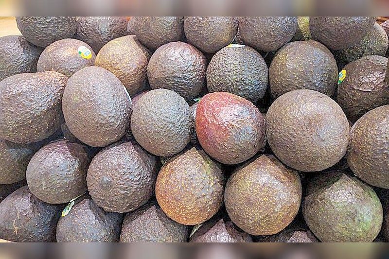 Philippines eyes $1.6 million exports of avocados to Japan in 2025