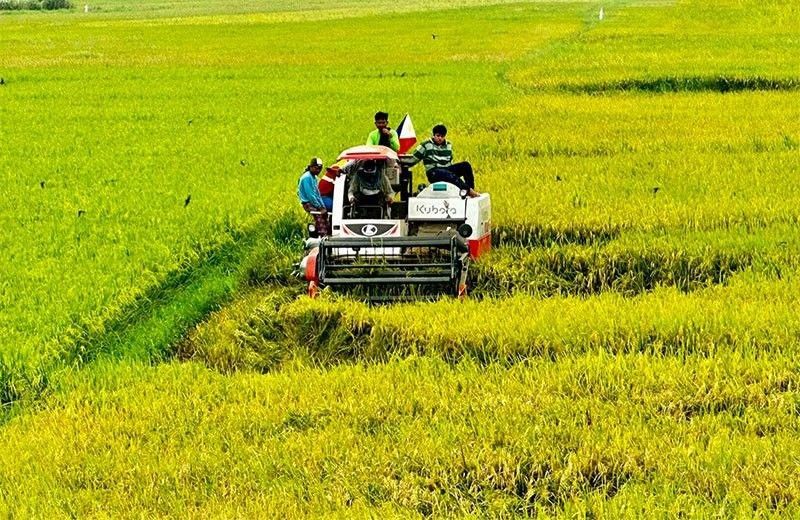 âRice farm mechanization level to hit 3 hp/ha by 2031â