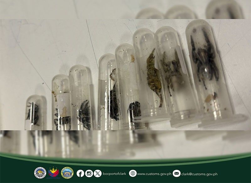 178 spiderlings seized in Clark