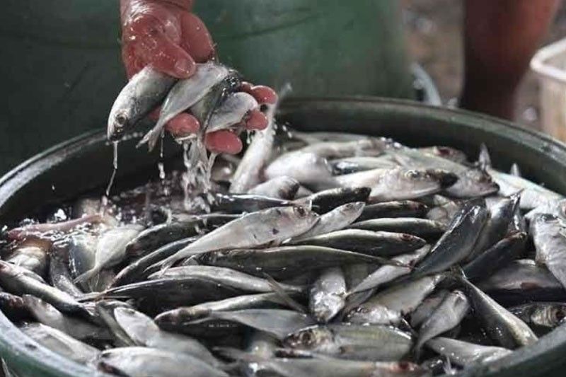 DA seeks to import extra 8,000 MT of galunggong, mackerel