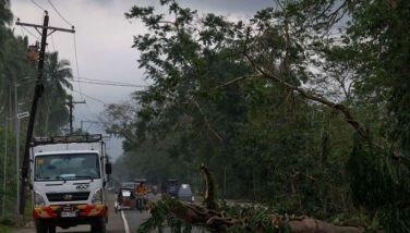 A fallen tree blocks a road in Baler, Aurora on November 19, 2024 as residents navigate the debris left by powerful winds of Super Typhoon #PepitoPH.