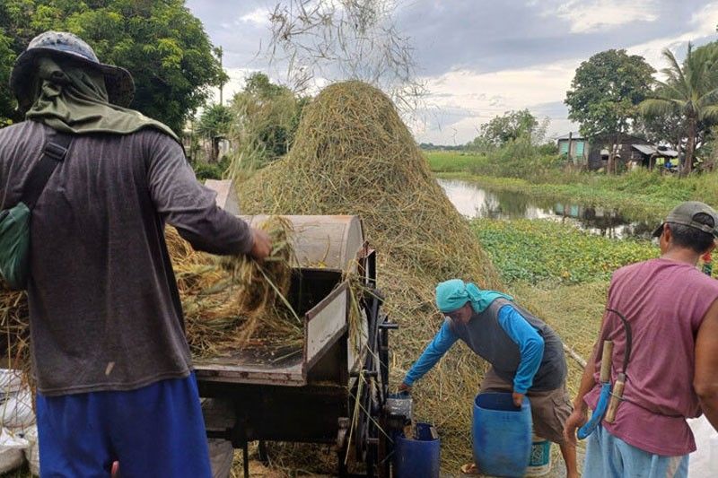 Mga magsasaka tulungan sa malaking pagkalugi