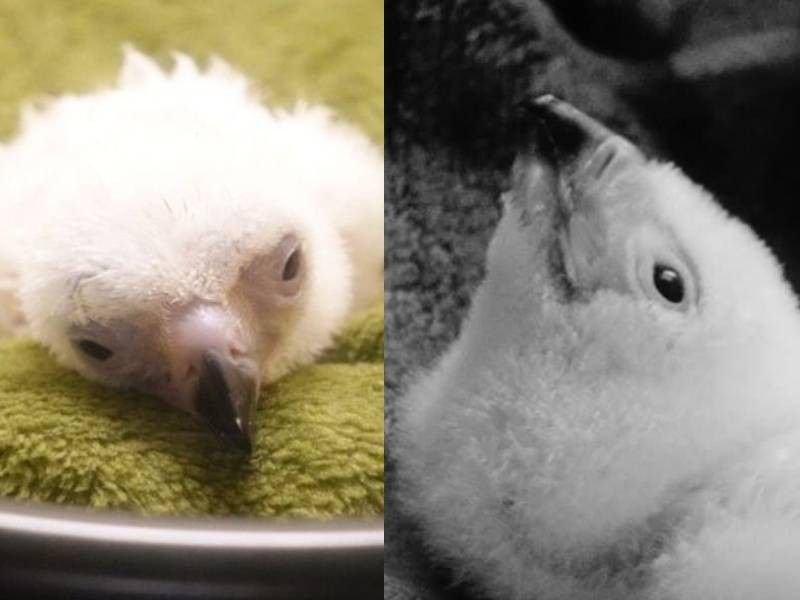 First Philippine eagle chick at new Davao sanctuary dies after 17 days