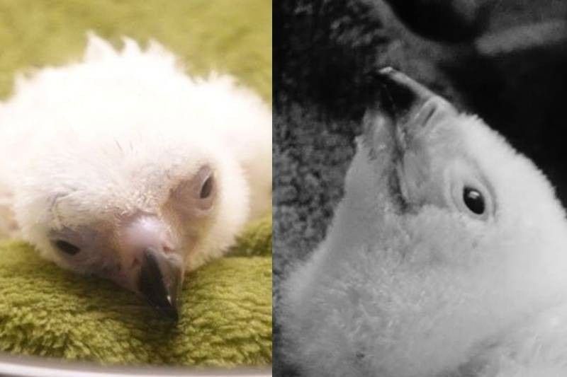 Philippine Eagle âChick No. 30â dies