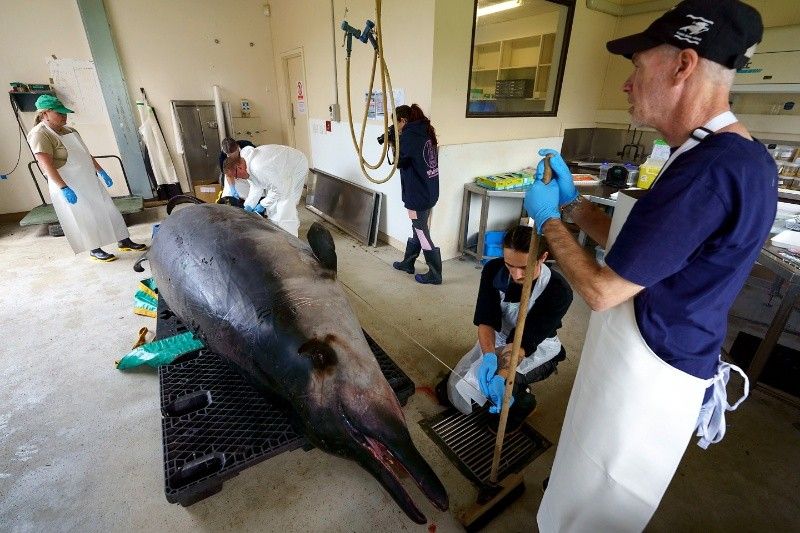 New Zealand scientists dissect world's rarest whale