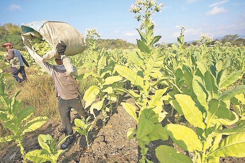 Tobacco farmers to get aP100 million production grant