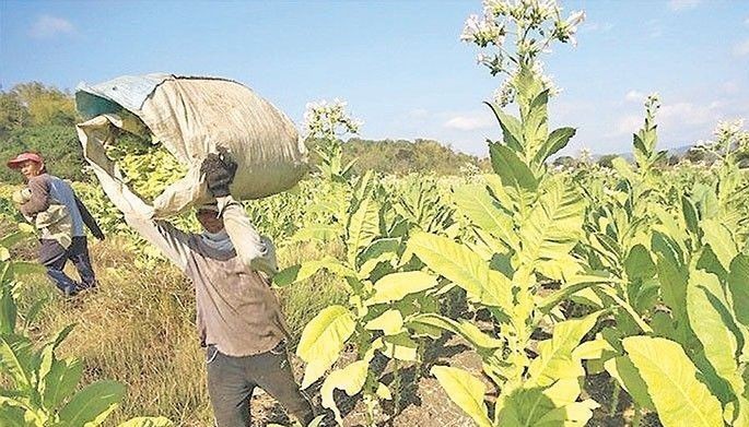 Tobacco farmers to get aP100 million production grant