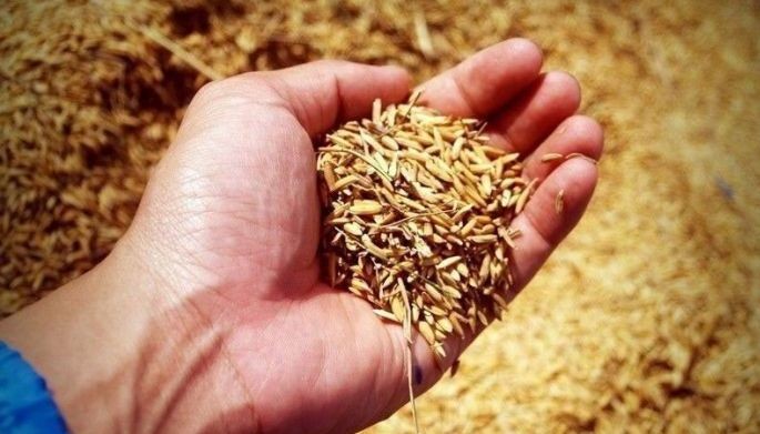 Credible rice science info now on YouTube, TikTok