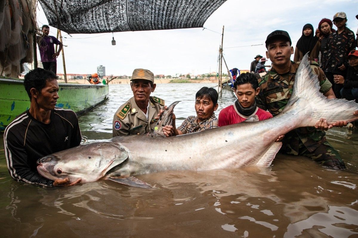 Six rare giant catfish surface in Cambodia