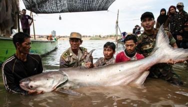 Six rare giant catfish surface in Cambodia