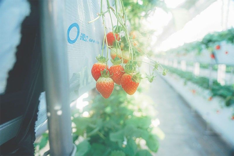 Japan lifts ban on exporting strawberries to Philippines