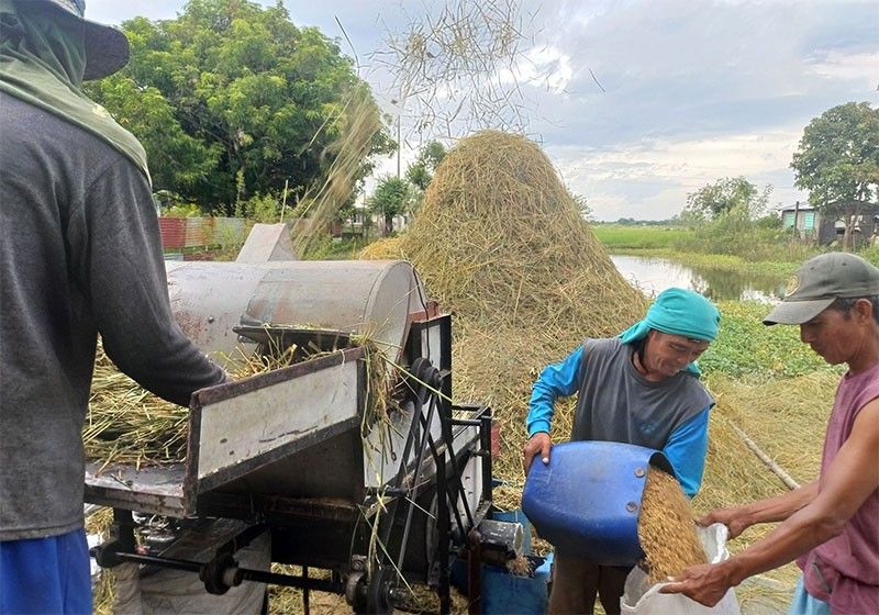 Palay harvest seen reaching over 7.4 million MT this quarter