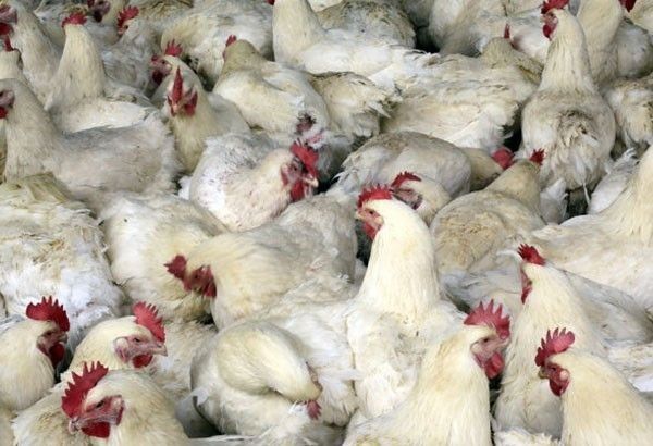 P300 million fund sought for bird flu vaccine