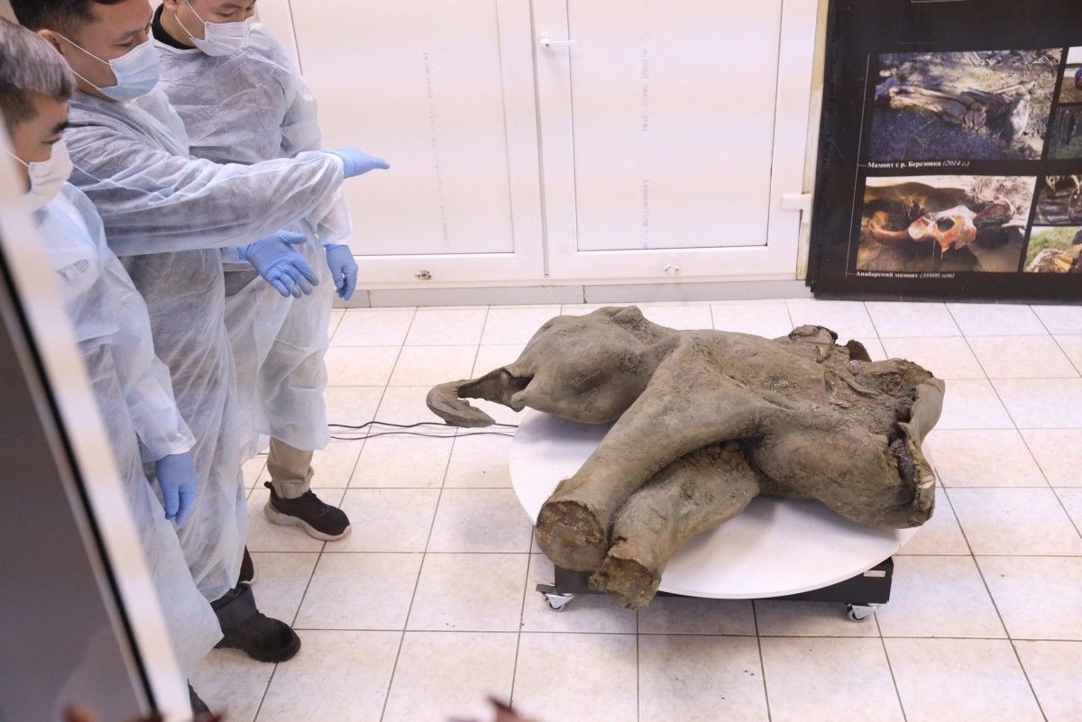 Extremely rare baby mammoth found in Siberia