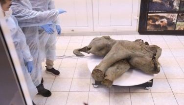 Extremely rare baby mammoth found in Siberia