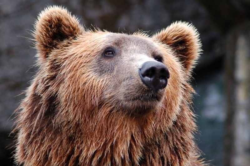 Man finds bear in living room as Japan readies license to kill