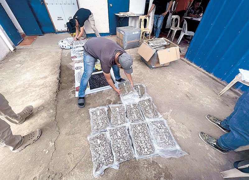 P30 milyong marijuana nasabat sa 2 balikbayan box