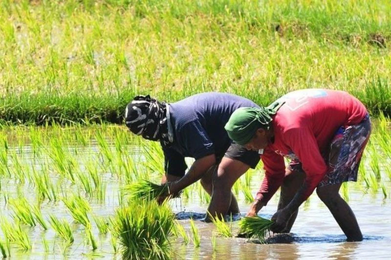 Extended RCEF falls short as 'gift' to rice farmers âÂ group