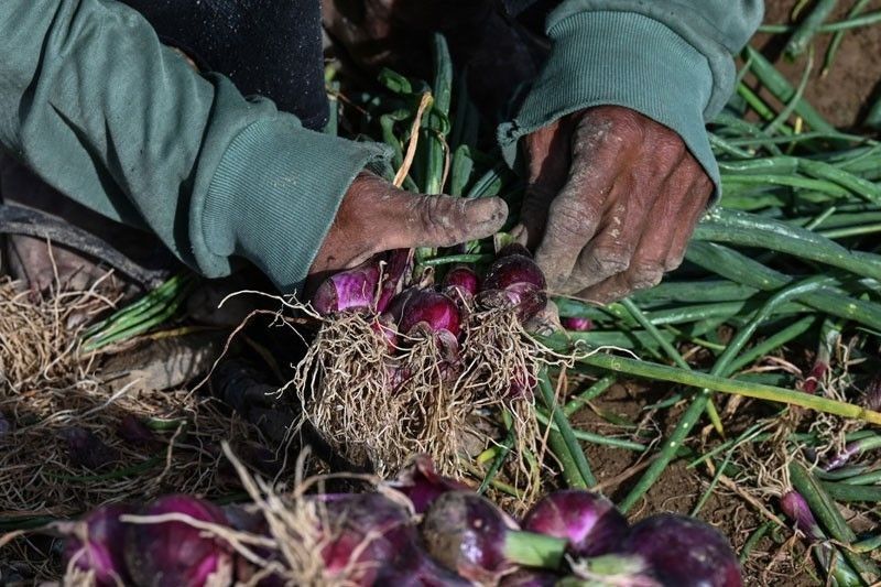 Armyworms attack Pangasinan onion farms