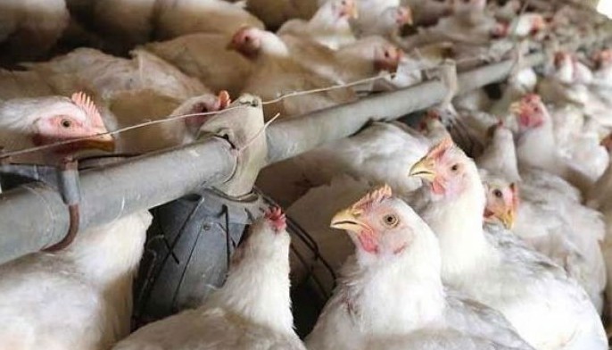 No active bird flu case logged- BAI