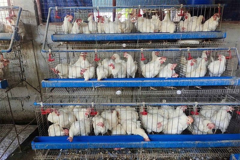 DA launches P85 million project to boost egg output