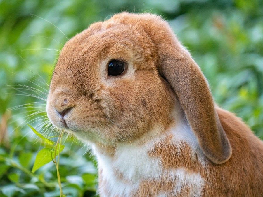 Japan man arrested for kicking rabbit as police probe 77 other deaths