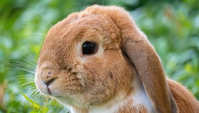 Japan man arrested for kicking rabbit as police probe 77 other deaths