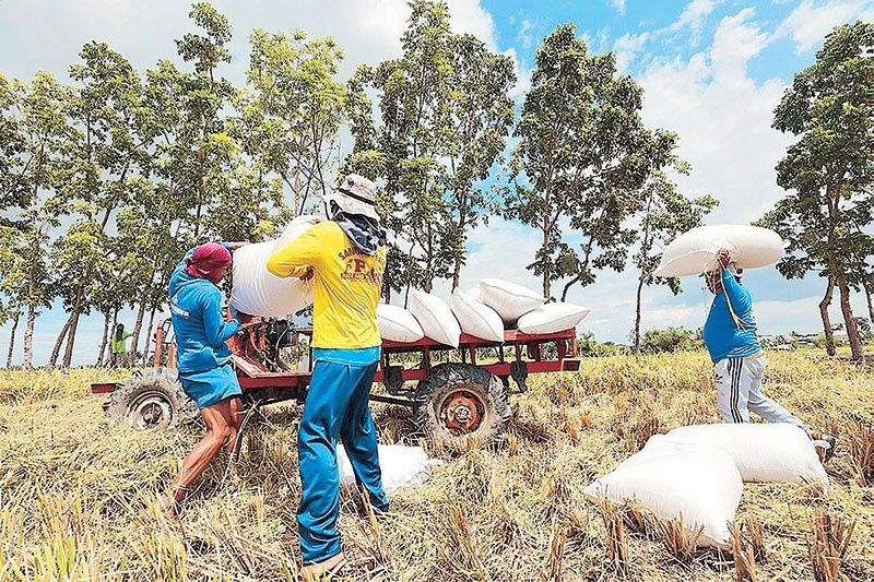 Agriculture output dwindles to 8-year low in 2024