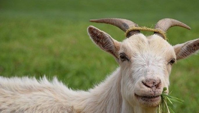 Philippines importing thousands of goats, sheep