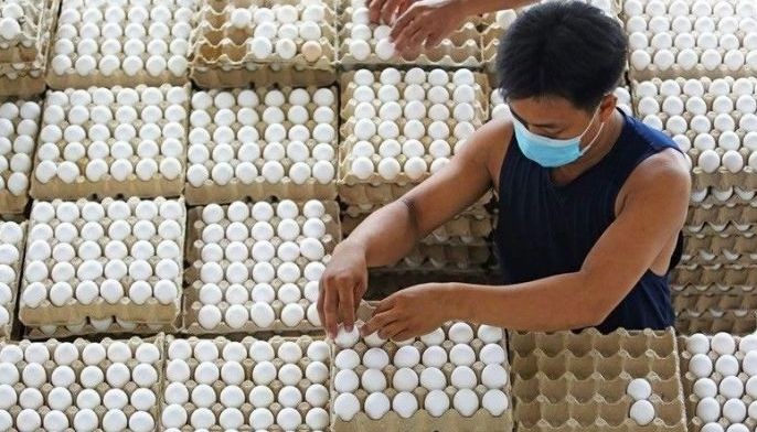 What egg shortage? Producers see glut