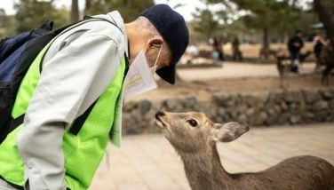 The squad saving deer from tourist trash in Nara, Japan