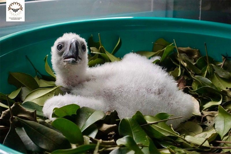1st Philippine Eaglet hatched Unassisted