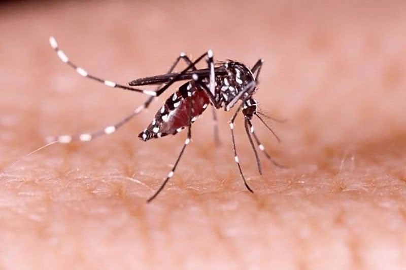 Dengue deaths in CL highest in Bulacan