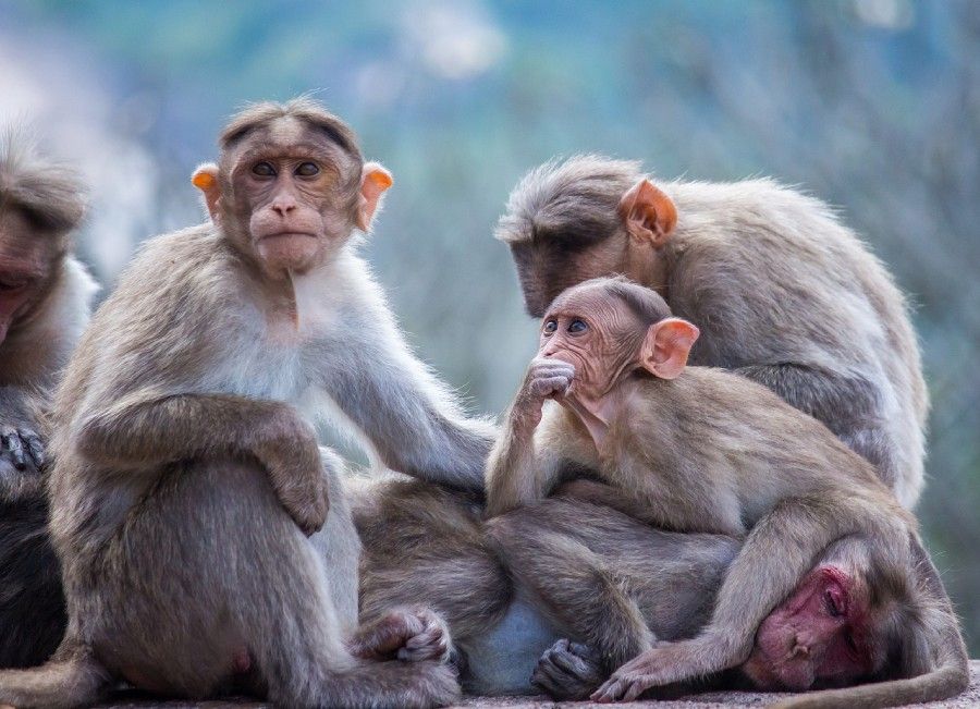 Ebola-infected monkeys cured with a pill, raising hopes for humans — study