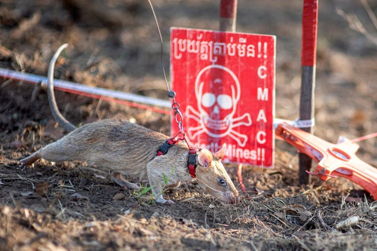 Rat earns world record for sniffing Cambodia landmines