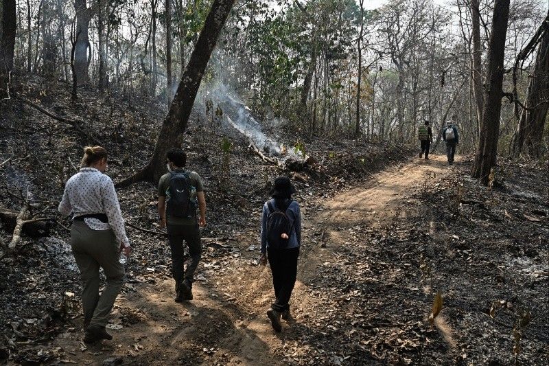 'It's gone': conservation science in Thailand's burning forest