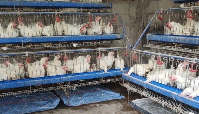 DA bans bird imports from Belgium