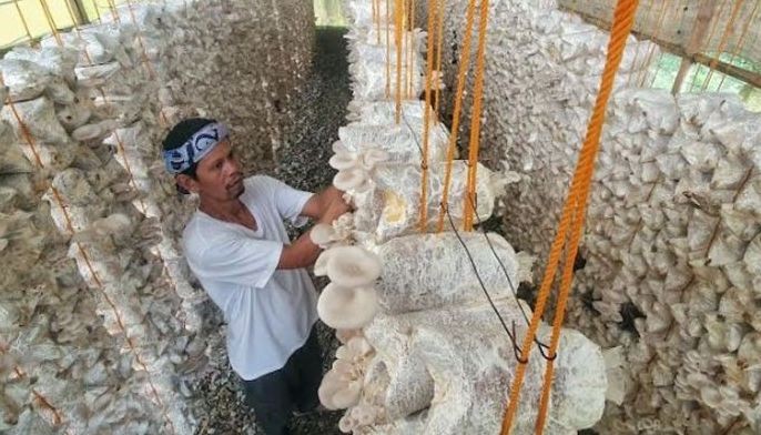 Mushroom farming no easy feat, says grower