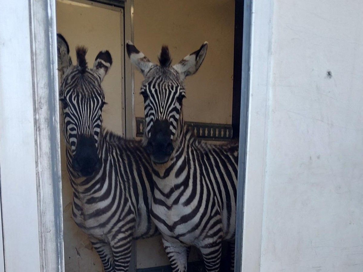 German police earn stripes with zebra-loaded van stop