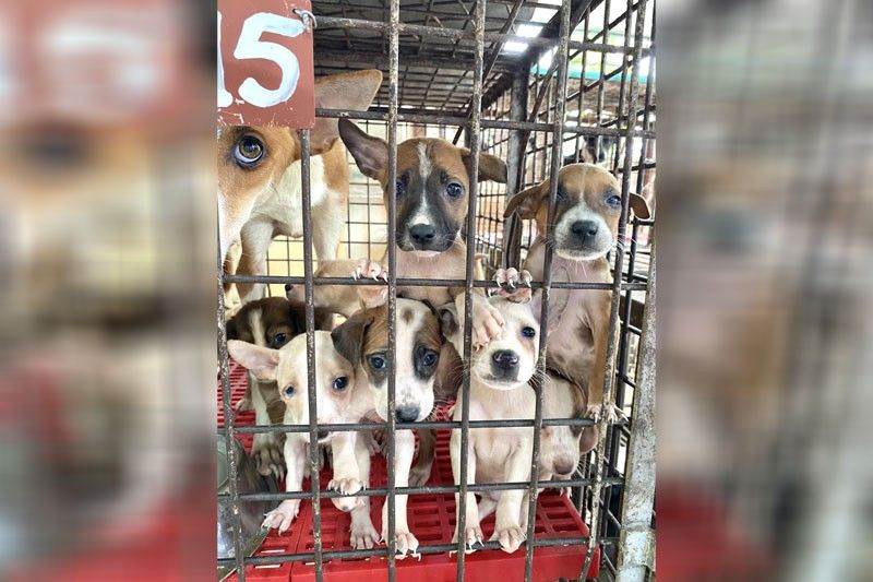 Public urged: Don’t buy pups from street vendors