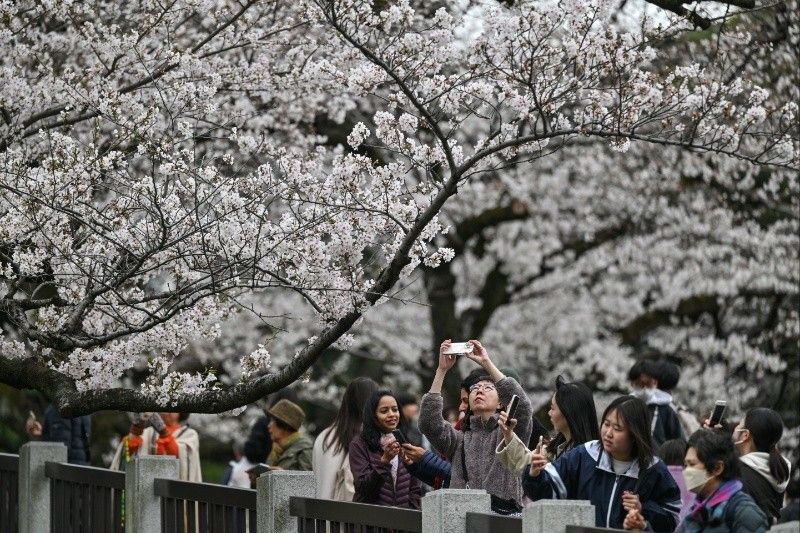 AI tool aims to help conserve Japan's cherry trees