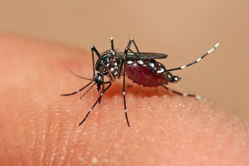 Dengue cases drop in Quezon City