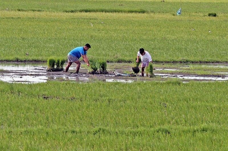 Youths undergo training to become farmers