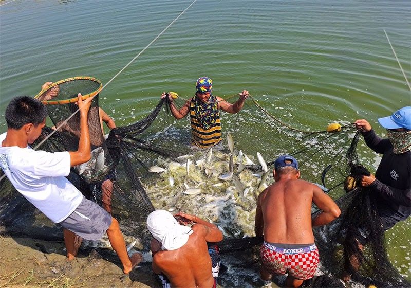 Tourism to take hit from commercial fishing in municipal waters – groups
