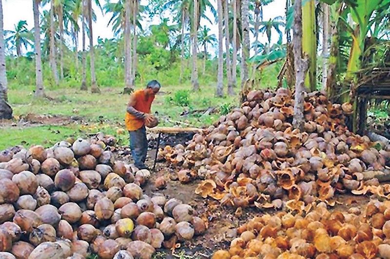 Thai firm investing P1 billion for coconut processing facility