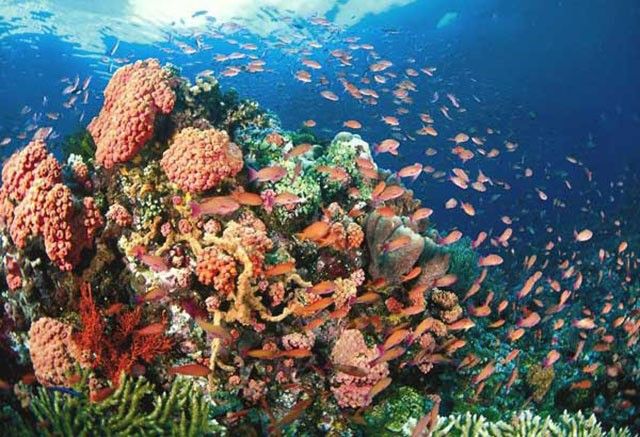 84% of world’s corals impacted by heat stress – scientists