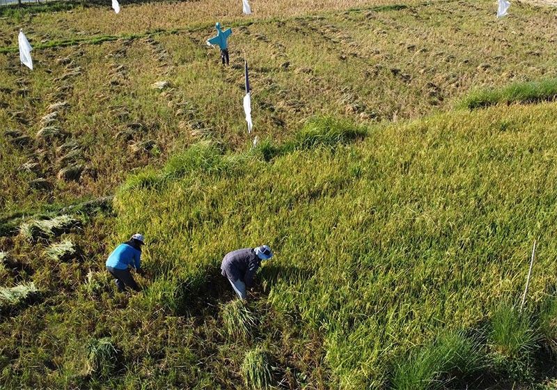 Agrilever empowers Philippines rice farmers with tech solutions, farming essentials